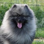 Stitch - Keeshond