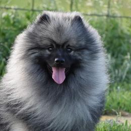 Stitch - Keeshond
