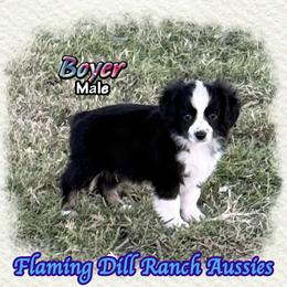 Boyer - Black tri male Toy Australian Shepherd puppy in Forestburg, Texas from Flaming Dill Ranch Aussies
