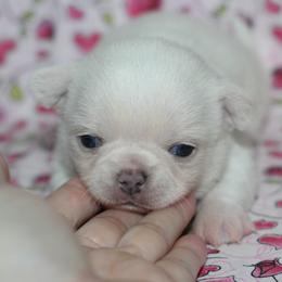 Powder 3,300 - Cream and white male Chihuahua puppy in Cache, Oklahoma from Charming Lil Chihuahuas