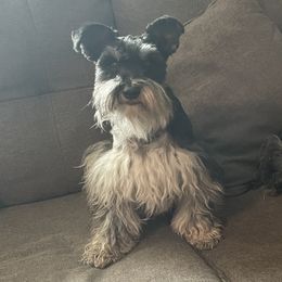Rukus - Miniature Schnauzer