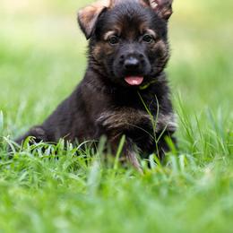 Girl (yellow) - Sable German Shepherd puppy in Buford, Georgia from vom Vikos