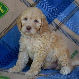 Male 5 - Black Collar - Apricot male Goldendoodle puppy in Macedon, New York from Toodles Goldendoodles