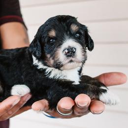 Bernedoodle Puppies from CBKB Bernedoodle’s