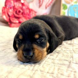 Vail - Black and tan male Dachshund puppy in Hensley, Arkansas from The Dachshund Barn