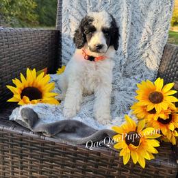 Charlie - Parti male Poodle puppy in Detroit, Michigan from QaeQaePups LLC