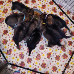 German Shepherd Puppies from Rammstein Kennels