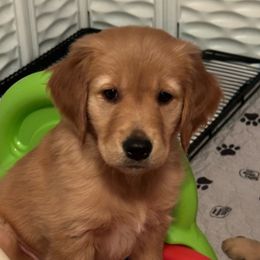 Gold Girl - Dark golden Golden Retriever puppy in Tulsa, Oklahoma from Triple J Goldens, LLC