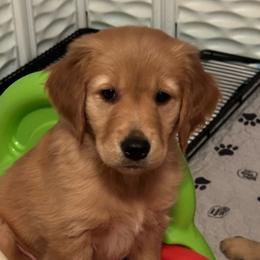 Gold Girl - Dark golden Golden Retriever puppy in Tulsa, Oklahoma from Triple J Goldens, LLC