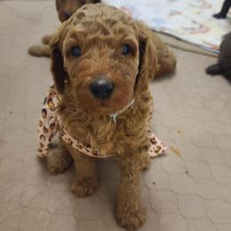 Gray collar - Red  male Poodle puppy in Colorado Springs, Colorado from Silly's Standard Poodles