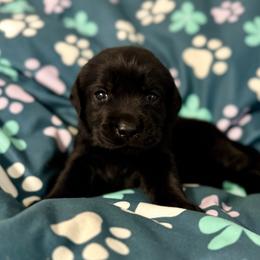 Light Purple - Black female Labrador Retriever puppy in Somerset, California from Cantina Labs and Cavs