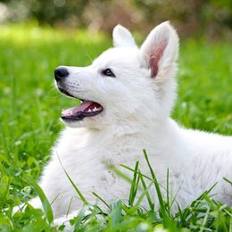 German Shepherd Puppies from Scenic Creek German Shepherds