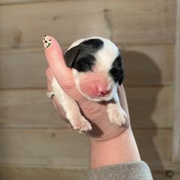 Nova - Black and white female English Springer Spaniel puppy in Cottageville, West Virginia from Mountain Top Springers