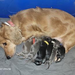 Dachshund Puppies from CLARK'S BREEDING PROGRAM