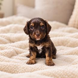 Ember - Chocolate female Cavapoo puppy in Floyd, Virginia from Hearts and Paws Poodles and Doodles