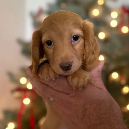 Ethan - Red male Dachshund puppy in Florida from Best Shepherds