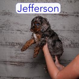 Jefferson - Merle male Cavapoo puppy in Calhoun, Georgia from Happy Top Doodles