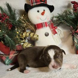 Gingy - Red tri-color male Australian Shepherd puppy in Peach Bottom, Pennsylvania from Arcadia Australian Shepherds