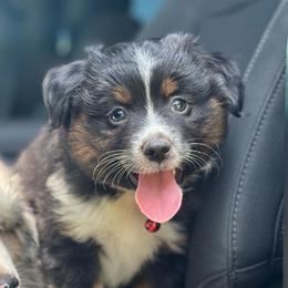 Bali ASDR - Black tri male Toy Australian Shepherd puppy in Polk City, Florida from Skaky Shepherds