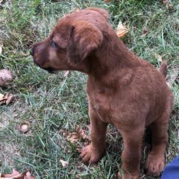Irish Terrier Puppies from Galeway Irish Terriers