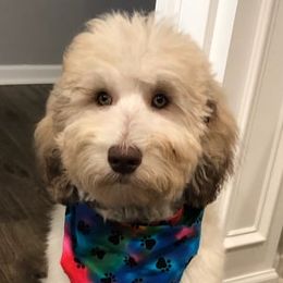 Labradoodles from Ari's Labradoodles