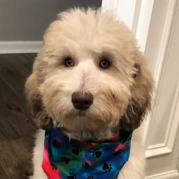 Labradoodles from Ari's Labradoodles