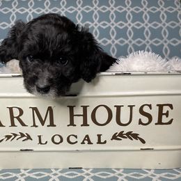 Cockapoo, Goldendoodle, and Poodle Puppies from Mason Farmhouse Poodles, Doodles & Poos (Breeding & Stud Services)
