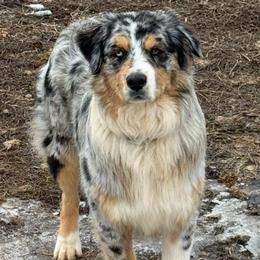 Remington - Blue merle male Australian Shepherd puppy in Ellensburg, Washington from Creekside Aussies