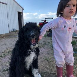 Aussiedoodle Puppies from Stone Table Ranch