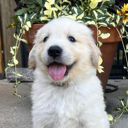 Golden Retrievers from Vale Goldens