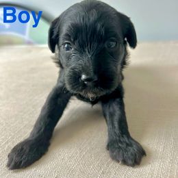 Charlie - Black male Yorkipoo puppy in New Britain, Connecticut from Goldendoodles Yorkiepoo Stars CT