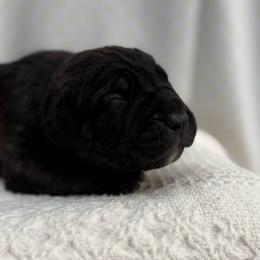 Onyx - Black brindle male Cane Corso puppy in Utah from 3Lake Kennelz