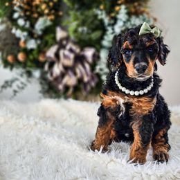 Rain - Phantom female Poodle puppy in Gaylord, Michigan from Dog Mom Co.