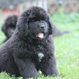 Newfoundland Puppies from Shorepath Newfoundlands