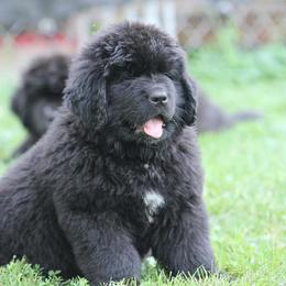 Newfoundland Puppies from Shorepath Newfoundlands