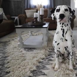 Gemma - White and black female Dalmatian puppy in Fayette, Missouri from Lazy B Bassets and Dalmatians