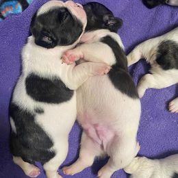French Bulldog and Pomeranian Puppies from Legendary French Bulldogs