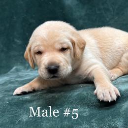 Fifth born - Yellow male Labrador Retriever puppy in Antwerp, Ohio from Clark’s Loyal Labradors
