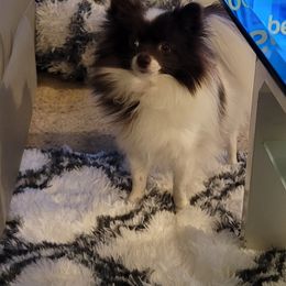 Holland - Pomeranian
