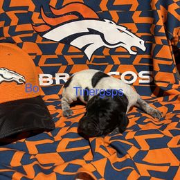 Bo - Black roan male German Shorthaired Pointer puppy in Jackson, Georgia from Tiner GSP’s LLC