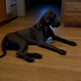 Hayden - Great Dane