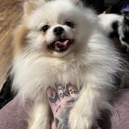 Oliver - Pomeranian