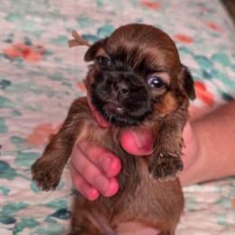 Tootsie - Peach Collar - Sable female Shih Tzu puppy in Troy, Ohio from Ever After Tails