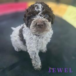 Girl 1 - Brown roan female Lagotto Romagnolo puppy in Salida, California from Harper's Lagotti