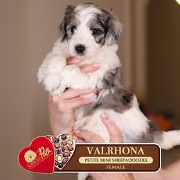 Valrhona - Blue merle and white female Sheepadoodle puppy in Cleveland, Tennessee from Narrow Path Old English & Sheepadoodles