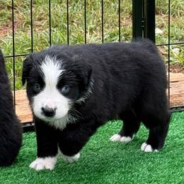 Maverick - Black tri male Miniature Australian Shepherd puppy in Lowgap, North Carolina from Ramblin’ Rose Mini's