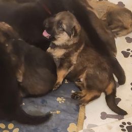 German Shepherds from Bear's Shepherd