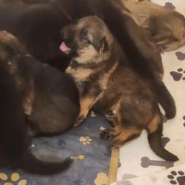 German Shepherds from Bear's Shepherd