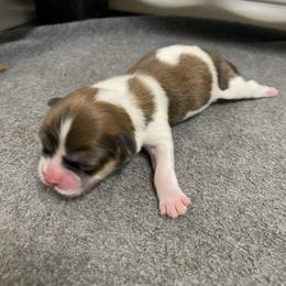 Chanel - Sable and white female Shih Tzu puppy in Reddell, Louisiana from TINYSHIHTZUFURU