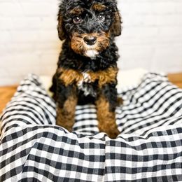 Lanai - Bernedoodle puppy in Lehi, Utah from Larsen Litters